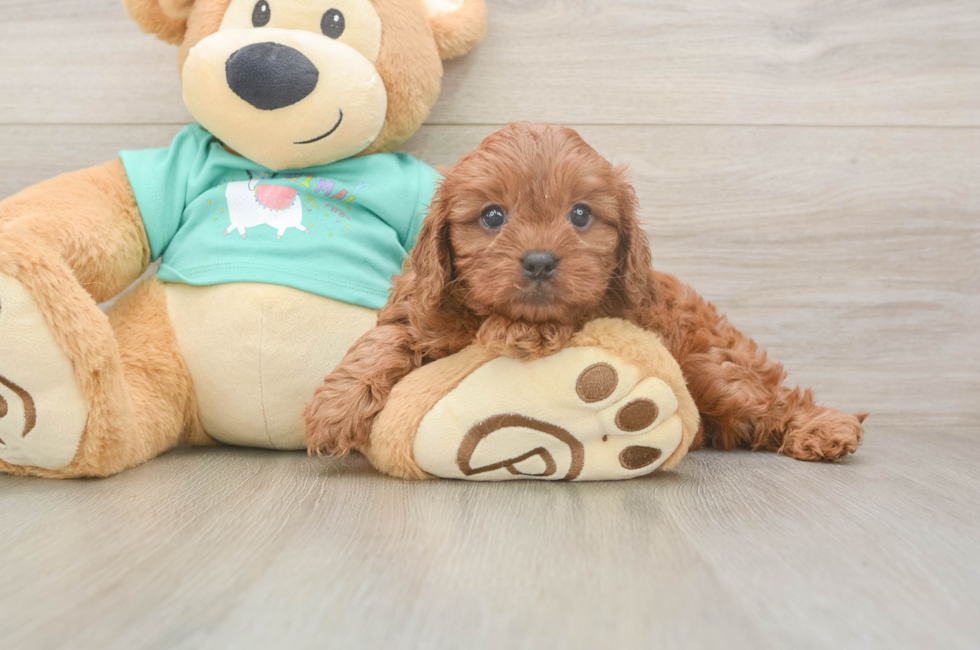 5 week old Cavapoo Puppy For Sale - Puppy Love PR