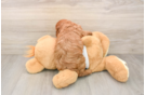 Smart Cavapoo Poodle Mix Pup