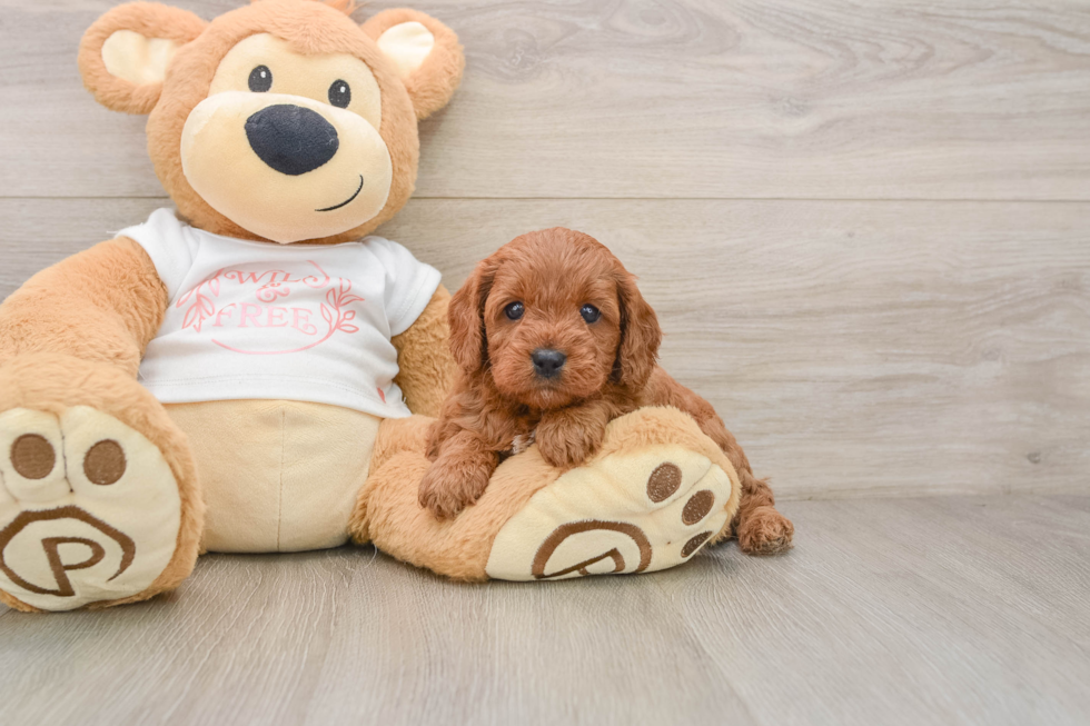 Petite Cavapoo Poodle Mix Pup
