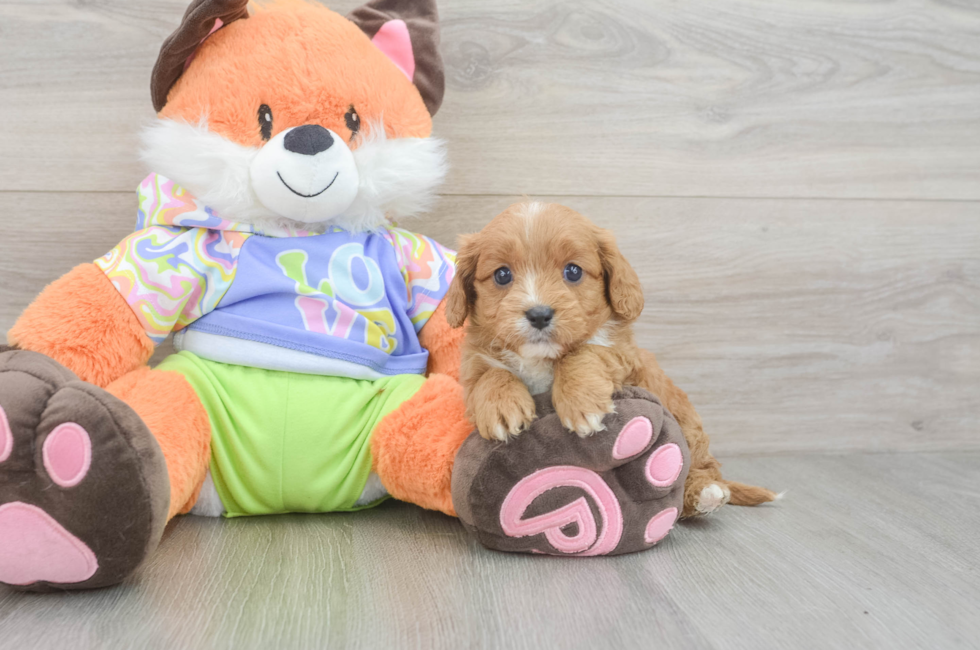 6 week old Cavapoo Puppy For Sale - Puppy Love PR