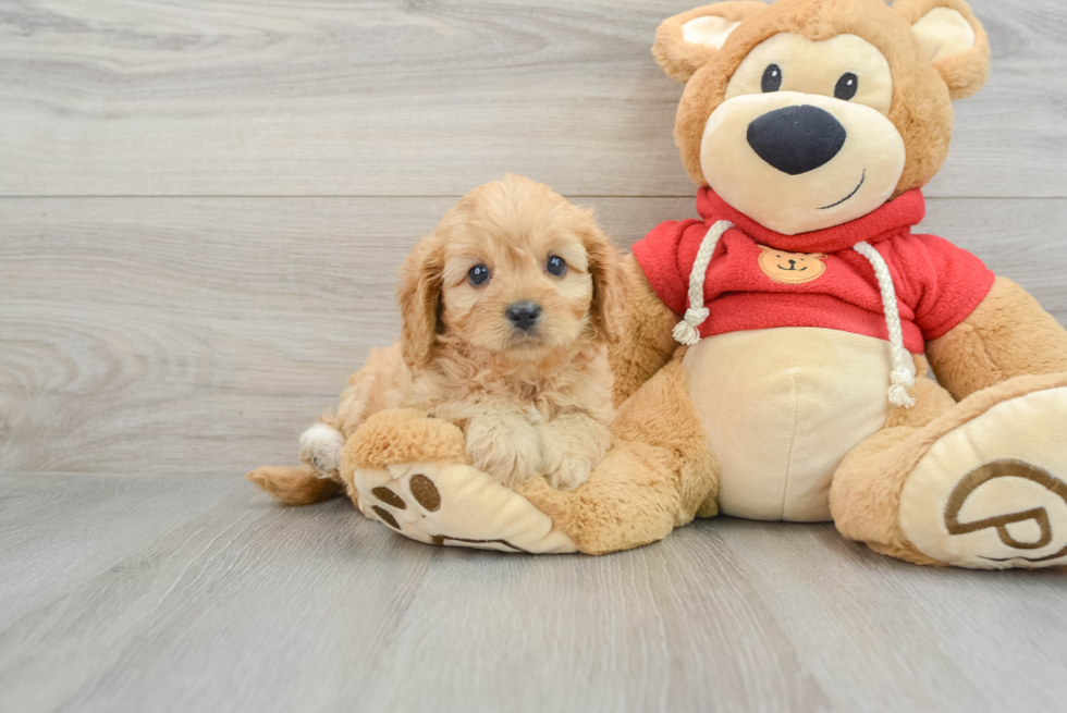 Popular Cavapoo Poodle Mix Pup