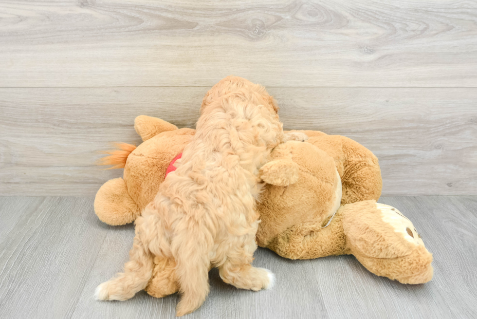 Fluffy Cavapoo Poodle Mix Pup