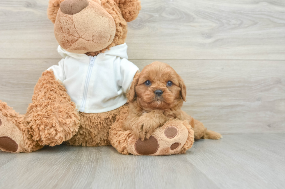 7 week old Cavapoo Puppy For Sale - Puppy Love PR