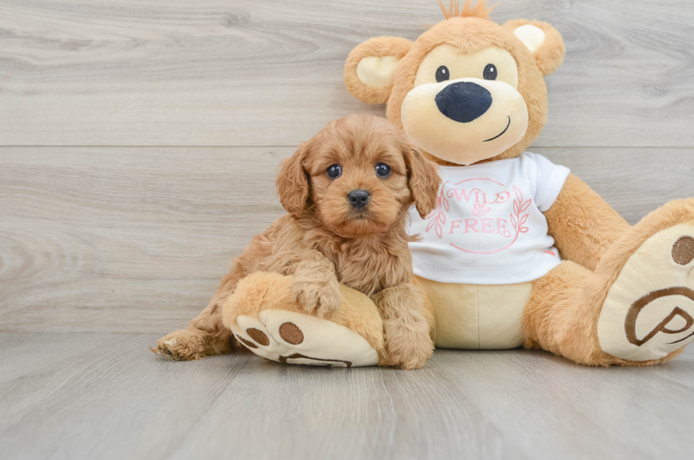 6 week old Cavapoo Puppy For Sale - Puppy Love PR