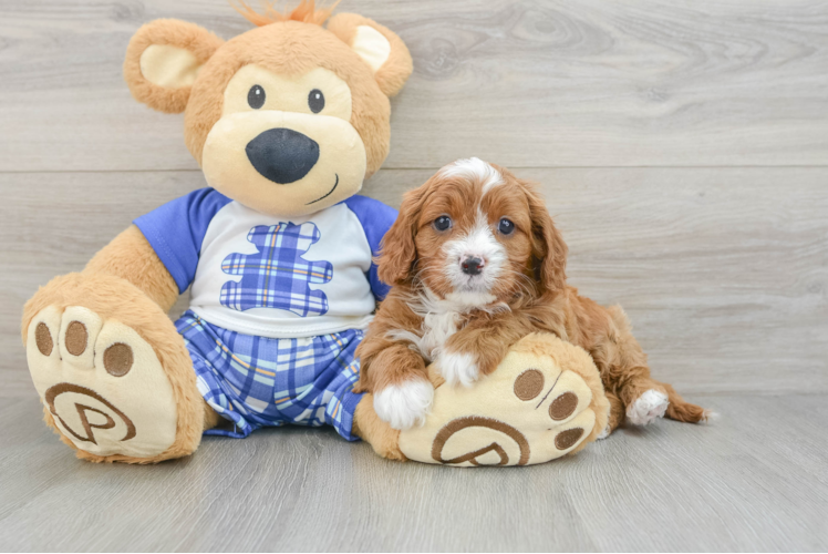Friendly Cavapoo Baby