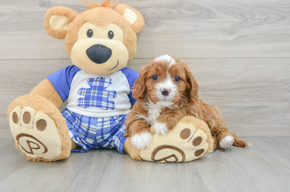 5 week old Cavapoo Puppy For Sale - Puppy Love PR