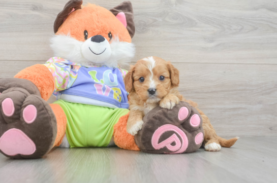 Cavapoo Puppy for Adoption