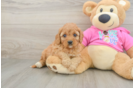 Cavapoo Pup Being Cute