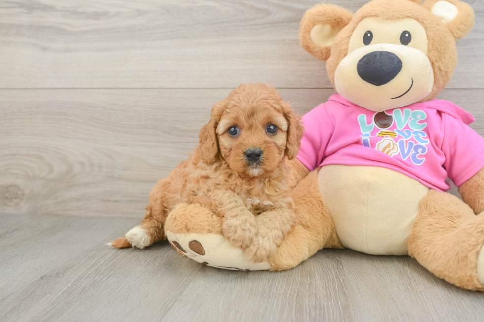 Cavapoo Pup Being Cute