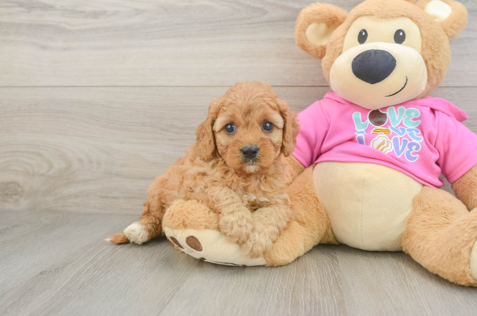 5 week old Cavapoo Puppy For Sale - Puppy Love PR
