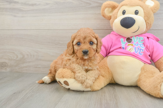 Cavapoo Pup Being Cute