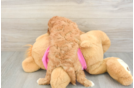 Cavapoo Pup Being Cute