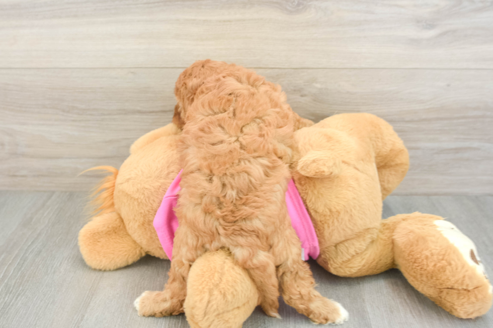 Cavapoo Pup Being Cute