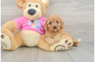 Cavapoo Puppy for Adoption
