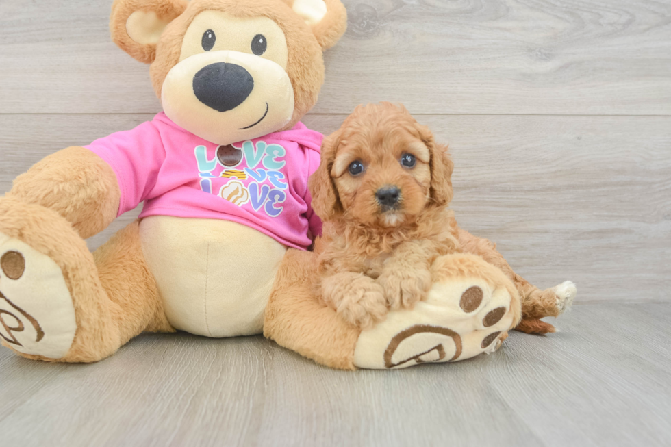 Cavapoo Puppy for Adoption