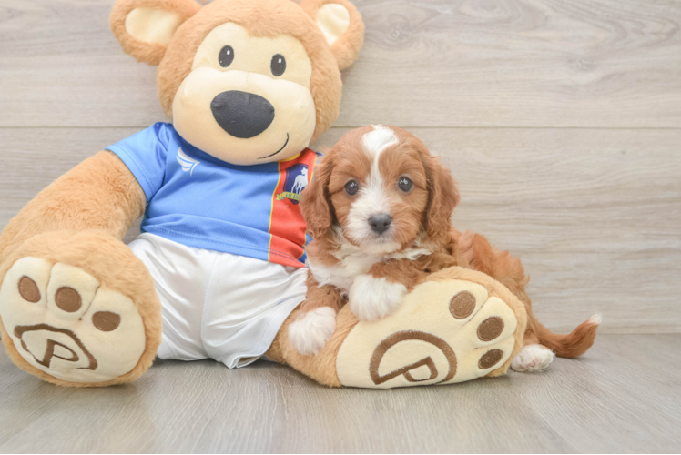 Best Cavapoo Baby