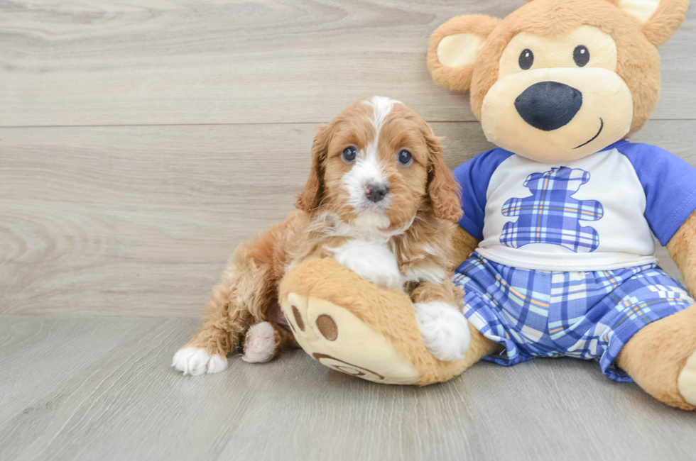 7 week old Cavapoo Puppy For Sale - Puppy Love PR