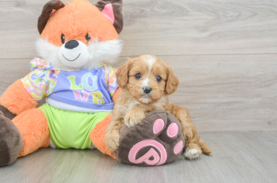 Fluffy Cavapoo Poodle Mix Pup