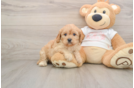Energetic Cavoodle Poodle Mix Puppy
