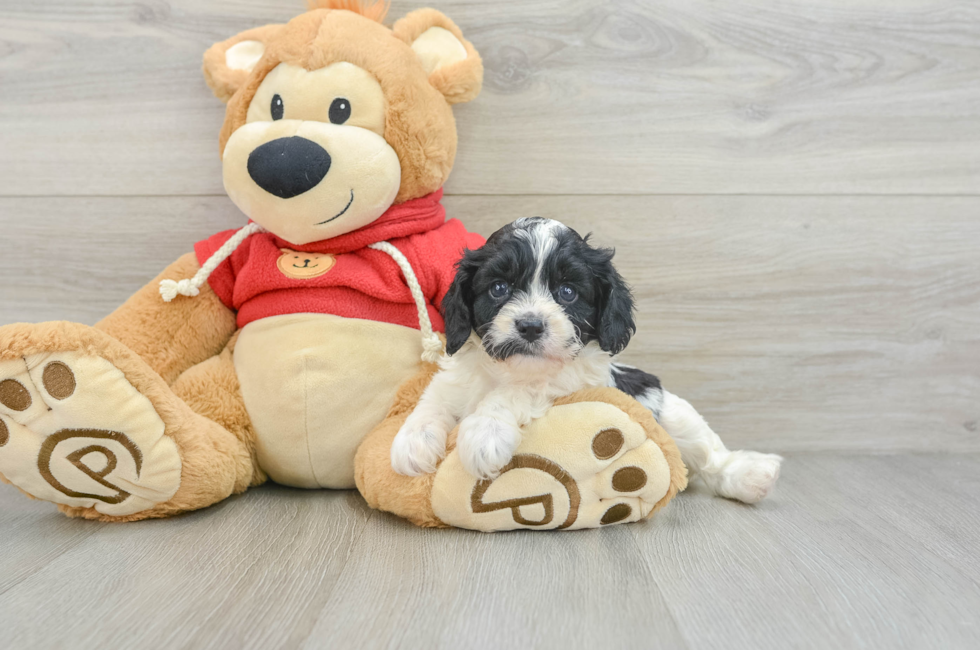 7 week old Cavapoo Puppy For Sale - Puppy Love PR