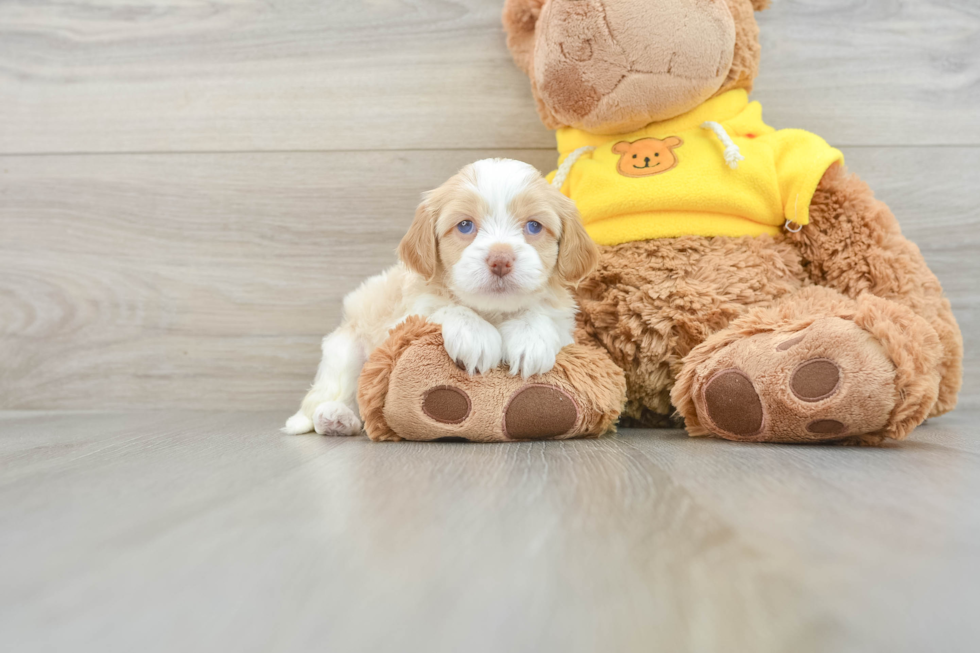 Cavapoo Puppy for Adoption