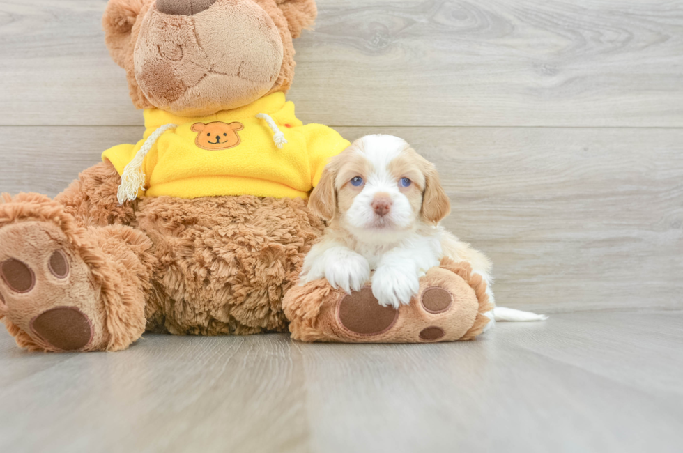 7 week old Cavapoo Puppy For Sale - Puppy Love PR