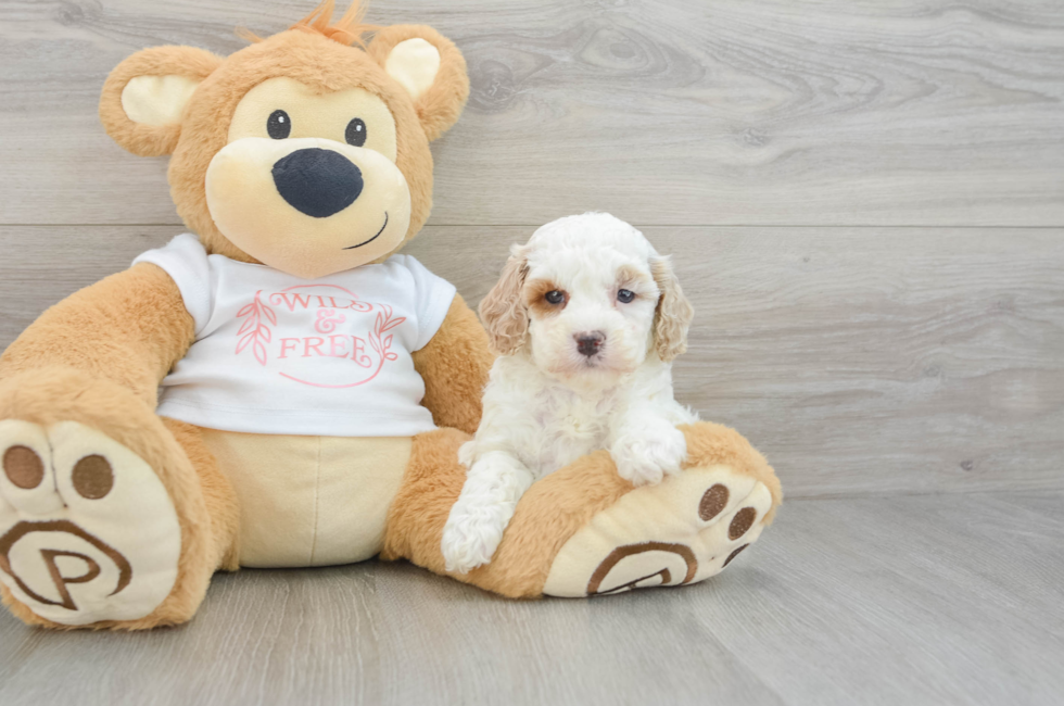 6 week old Cavapoo Puppy For Sale - Puppy Love PR