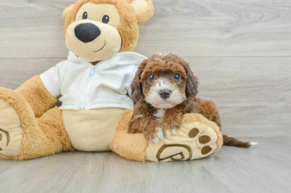 6 week old Cavapoo Puppy For Sale - Puppy Love PR