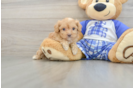 Best Cavapoo Baby