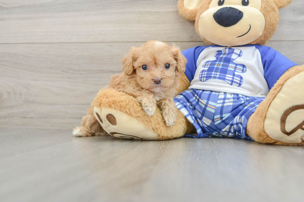 Best Cavapoo Baby