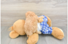 Cute Cavapoo Baby