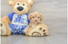Fluffy Cavapoo Poodle Mix Pup