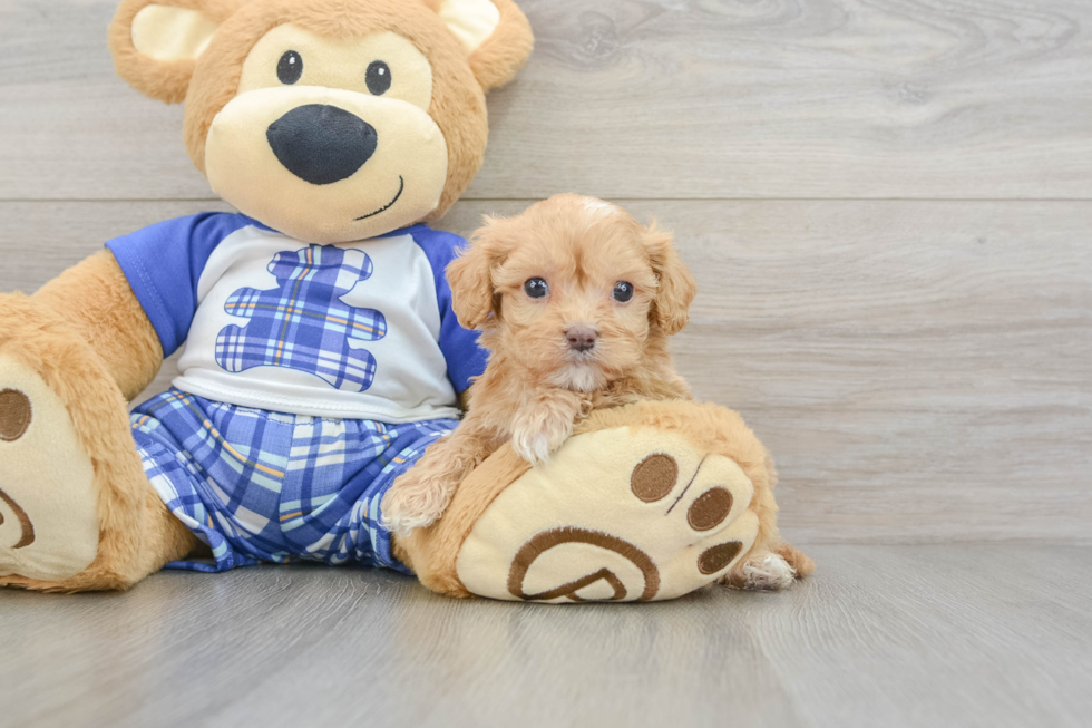 Fluffy Cavapoo Poodle Mix Pup