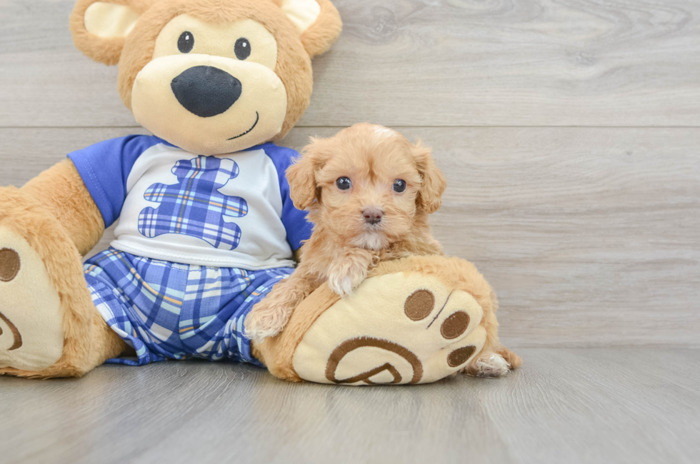 6 week old Cavapoo Puppy For Sale - Puppy Love PR