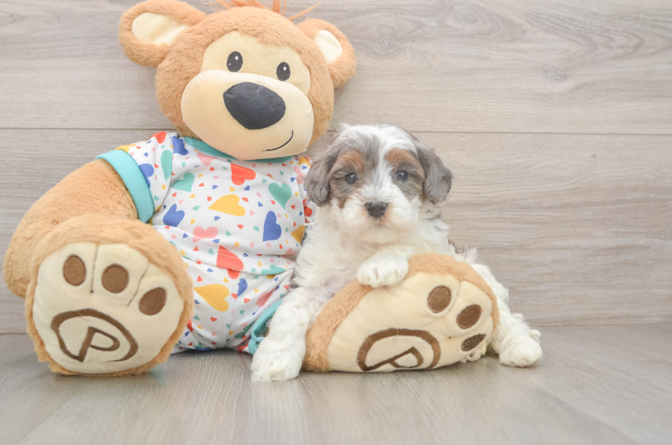 5 week old Cavapoo Puppy For Sale - Puppy Love PR