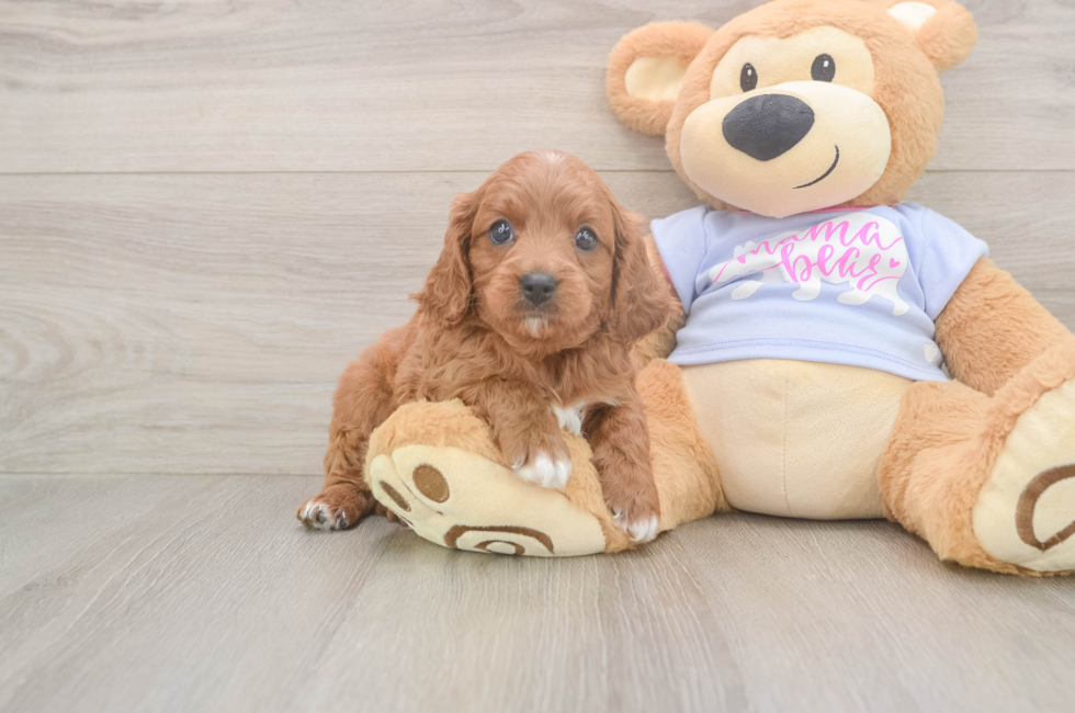 5 week old Cavapoo Puppy For Sale - Puppy Love PR