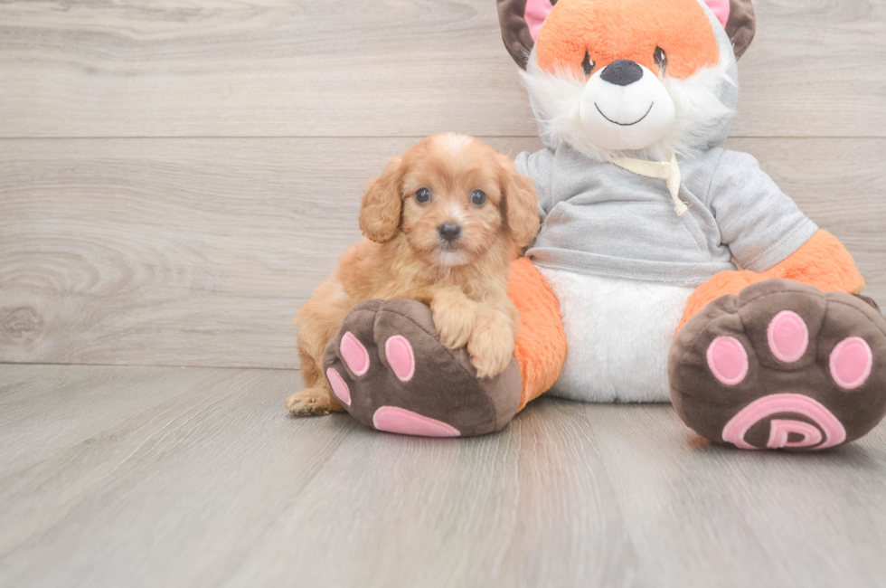 5 week old Cavapoo Puppy For Sale - Puppy Love PR