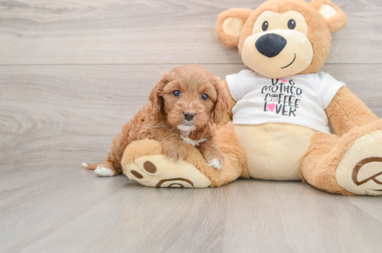 Hypoallergenic Cavadoodle Poodle Mix Puppy