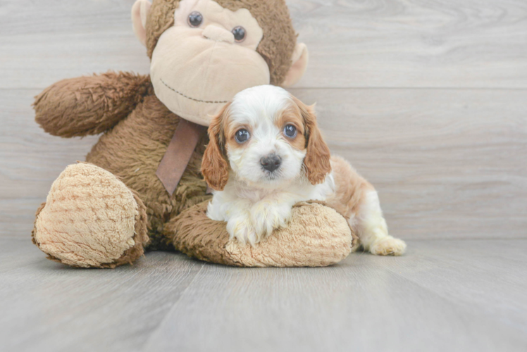 Meet Orion - our Cavapoo Puppy Photo 1/3 - Puppy Love PR Best Cavapoo Baby