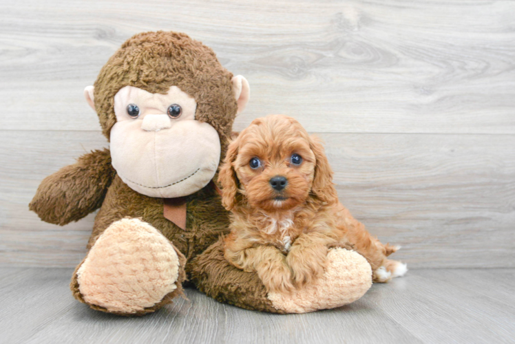 Meet Orion - our Cavapoo Puppy Photo 1/3 - Puppy Love PR Best Cavapoo Baby