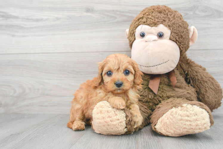 Fluffy Cavapoo Poodle Mix Pup