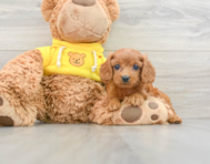 9 week old Cavapoo Puppy For Sale - Puppy Love PR