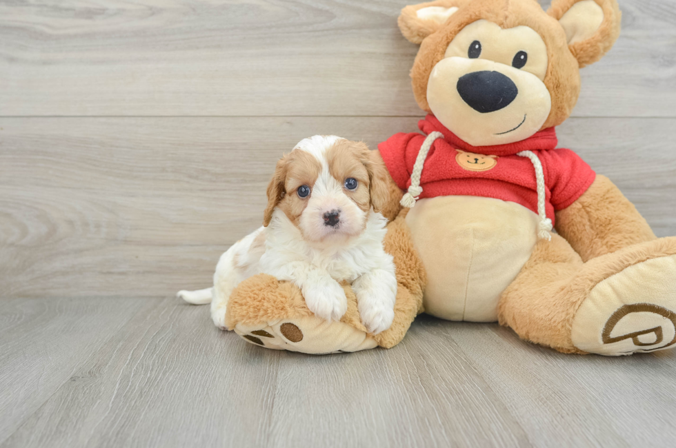 7 week old Cavapoo Puppy For Sale - Puppy Love PR