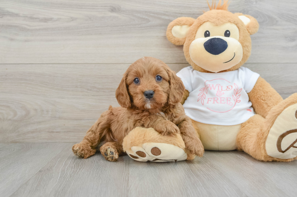 6 week old Cavapoo Puppy For Sale - Puppy Love PR