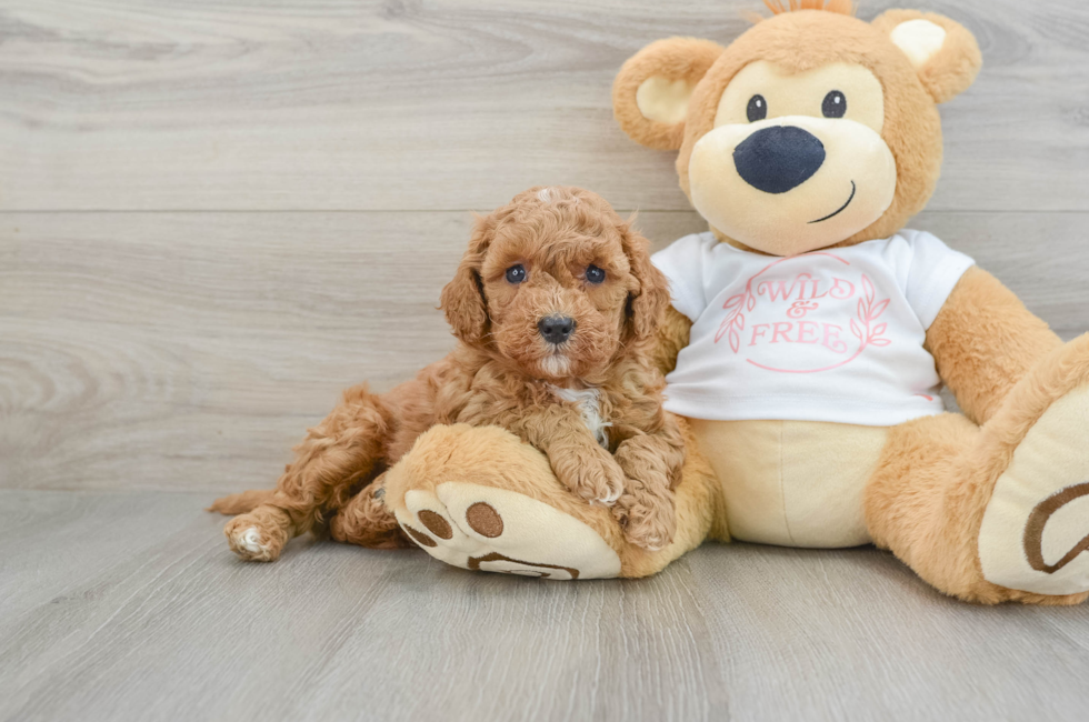 6 week old Cavapoo Puppy For Sale - Puppy Love PR