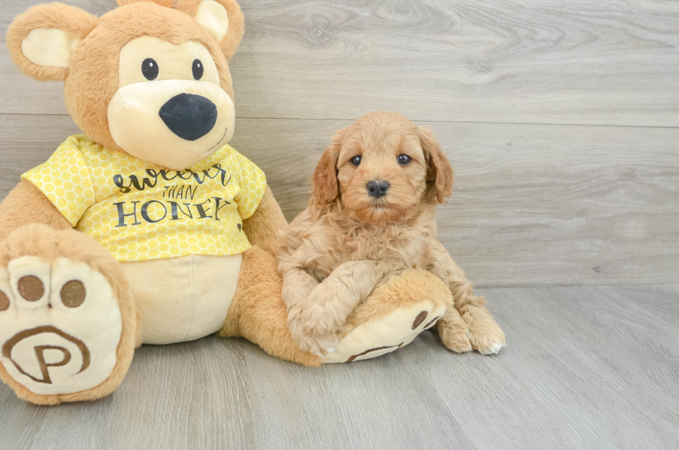 5 week old Cavapoo Puppy For Sale - Puppy Love PR