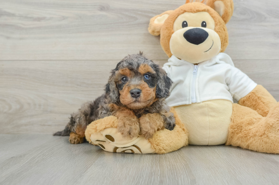 6 week old Cavapoo Puppy For Sale - Puppy Love PR