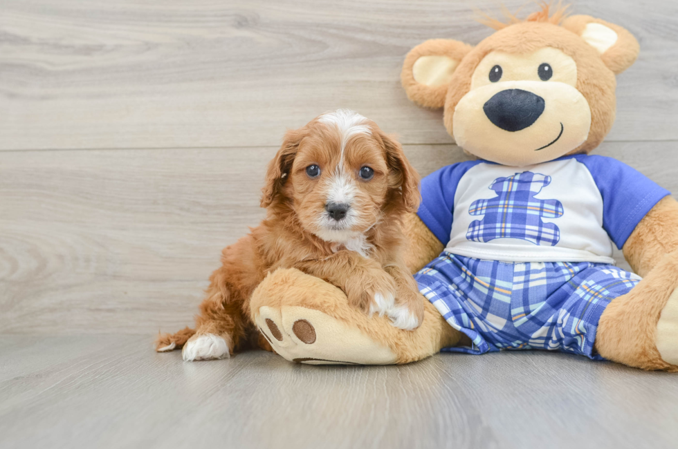 7 week old Cavapoo Puppy For Sale - Puppy Love PR