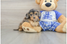 Sweet Cavapoo Baby