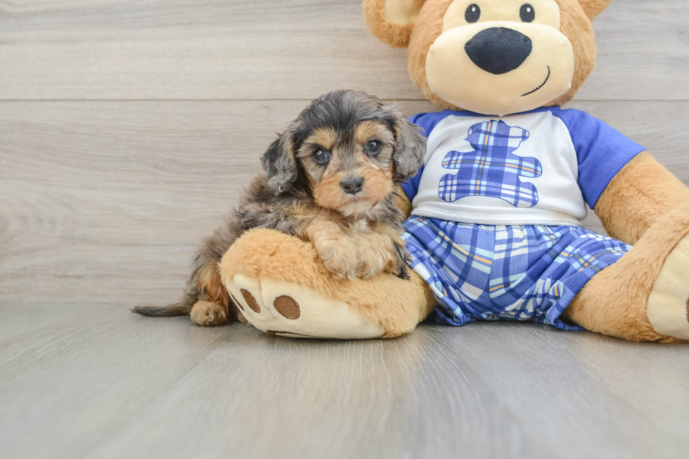 Sweet Cavapoo Baby
